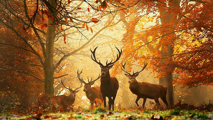 Forest Stags, woods, sunlight, deer, stags, colors, trees, forest, animals, mammals, antlers, autumn, HD wallpaper