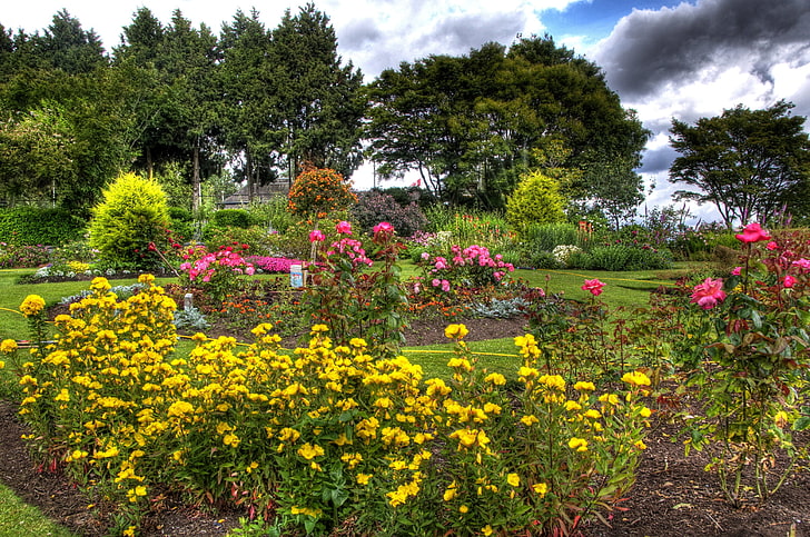 żółty i różowy kwiat ogród, kwiaty, drzewa, ogród, żółty, róże, Tapety HD