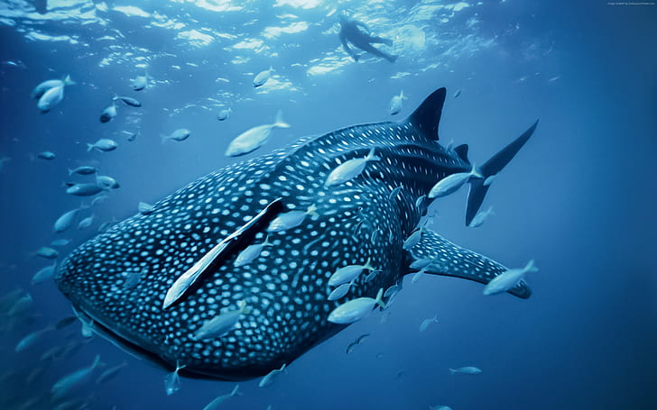 Palau, turismo, tubarão-baleia, viagens, mergulho, Filipinas, HD papel de parede