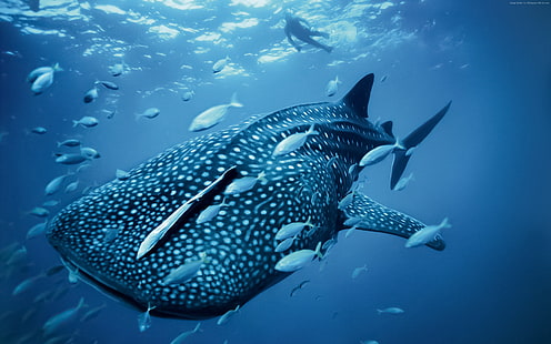Palau, tourism, Whale shark, travel, diving, Philippines, HD wallpaper HD wallpaper