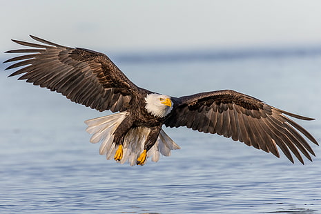 Плешив орел, извисяващ се над водата, подход за кацане, плешив орел, извисяване, вода, в полет, залив Качемак, Омир Аляска, Анди, птица, орел - птица, дива природа, природа, животни в дивата природа, животно, хищна птица, САЩ , dom, летящ, клюн, животно Wing, HD тапет HD wallpaper