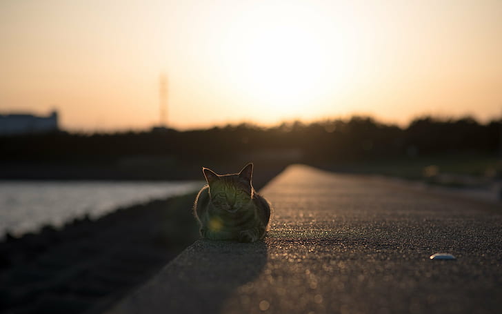fotografia z niskiego kąta szarego pręgowanego kota na czarnym betonowym chodniku przy drodze podczas zachodu słońca, czułe uczucie, niski kąt, fotografia, szary, pręgowany kot, czarny, beton, bruk, droga, zachód słońca, NIKON D750, Japonia, ネ コ, przyroda, na dworze, Tapety HD