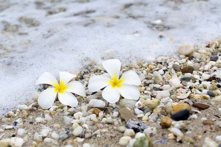 sand, sea, wave, beach, summer, flowers, pebbles, stones, plumeria, HD wallpaper