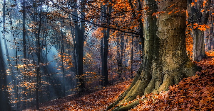 апельсиновые деревья \, пейзажная фотография апельсиновых деревьев, пейзаж, природа, солнечные лучи, лес, осень, листья, солнечный свет, туман, деревья, Польша, HD обои