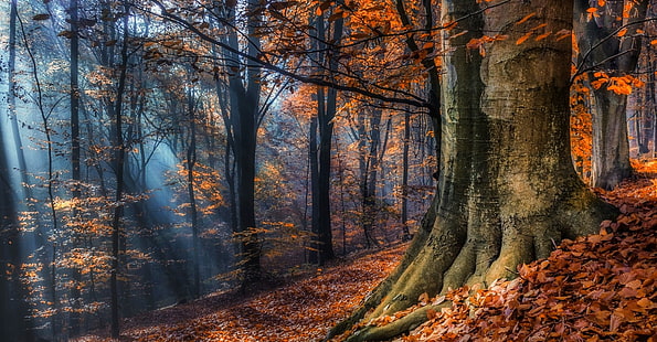 апельсиновые деревья \, пейзажная фотография апельсиновых деревьев, пейзаж, природа, солнечные лучи, лес, осень, листья, солнечный свет, туман, деревья, Польша, HD обои HD wallpaper