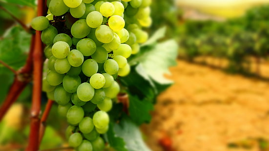 uva, frutta, vino, Sfondo HD HD wallpaper