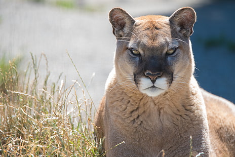 predator, Puma, wild cat, mountain lion, Cougar, HD wallpaper HD wallpaper