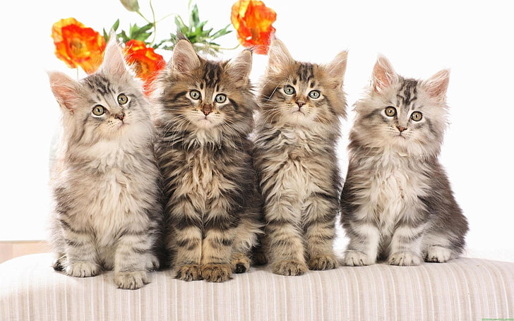 four gray kittens, cats, fluffy, flowers, HD wallpaper