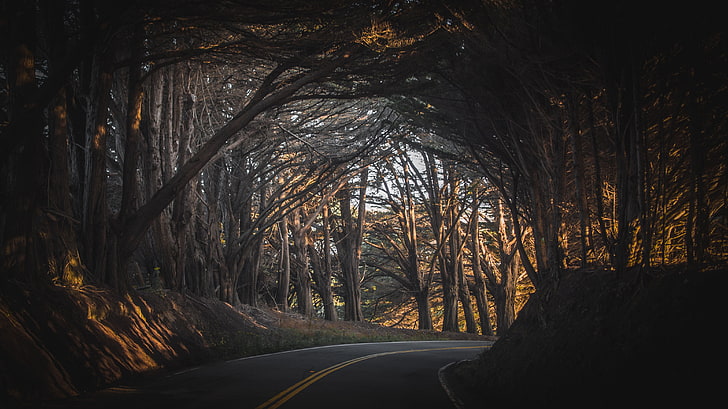 ствол коричневого дерева, фото дороги в лесу, природа, пейзаж, осень, дорога, деревья, США, атмосфера, арка, бежевый, HD обои