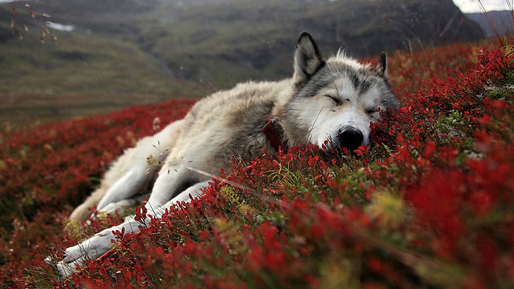 malamute, sled dog, animals, dog, canine, eskimo dog, domestic animal, siberian husky, animal, HD wallpaper