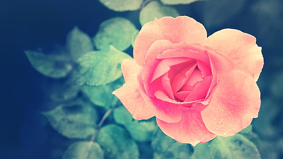 rosa rosblomma, natur, blommor, rosa blommor, rosor, kronblad, dagg, HD tapet HD wallpaper