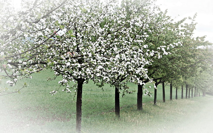 white leafed tree, spring, trees, flowering, apple-trees, garden, HD wallpaper