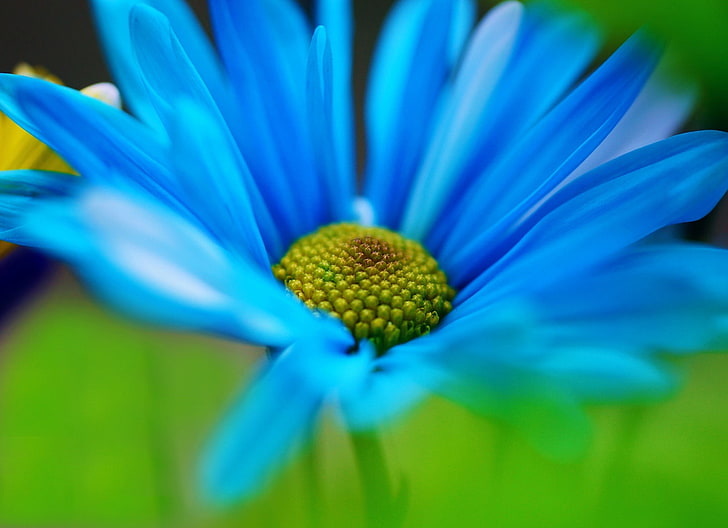 Makro, Blumen, grün, Hintergrund, blau, Widescreen, Wallpaper, Blütenblätter, Blume, Vollbild, HD Wallpaper, Vollbild, HD-Hintergrundbild