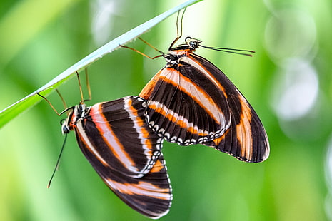 две черно-коричневые бабочки на фотографиях с селективным фокусом, полосатые, полосатые, полосатые, любовь, черно-коричневые, бабочки, селективный фокус, фотография, дриадула фаэтуза, боке, бабочка, экзотика, экзотика, живая природа, насекомое, бабочка -Насекомое, природа, животное, животное Крыло, крупный план, красота На природе, макро, разноцветные, лето, HD обои HD wallpaper
