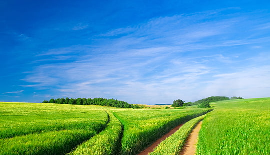 зелено тревно поле, зелена площ, ферма, долина, HD тапет HD wallpaper