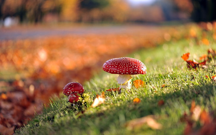 czerwony grzyb, grzyb, trawa, natura, głębia ostrości, światło słoneczne, jesień, bokeh, Tapety HD