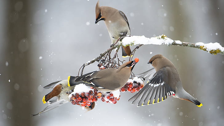Birds, Waxwing, Bird, Wildlife, Winter, HD wallpaper