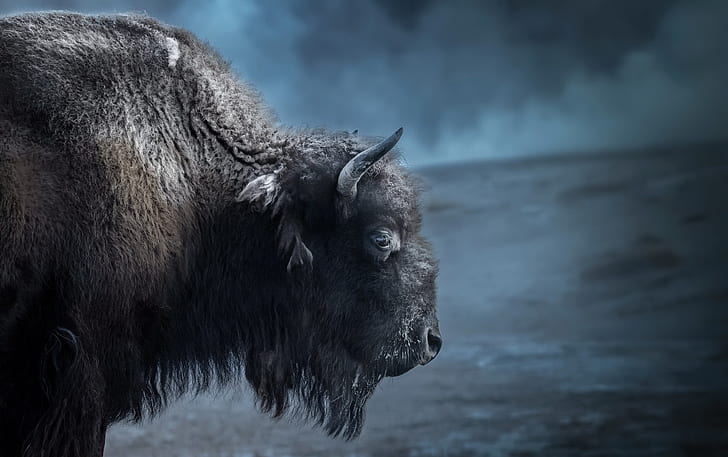 bison, animals, mammals, HD wallpaper