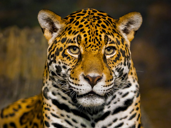 face, predator, Jaguar, bokeh, closeup, HD wallpaper