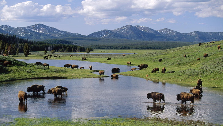 amerika, bison, nasional, taman, wyoming, yellowstone, Wallpaper HD