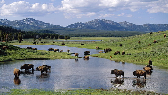 amerika, bison, nasional, taman, wyoming, yellowstone, Wallpaper HD HD wallpaper