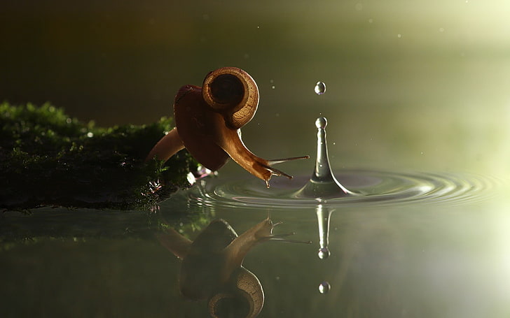 nature, splashes, ripples, snail, reflection, water drops, HD wallpaper