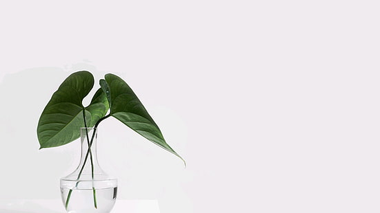 leaf, plant, flowerpot, still life photography, plant stem, vase, water, leaves, HD wallpaper HD wallpaper