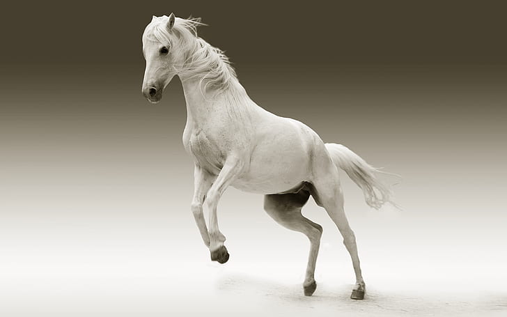 horse, white horse, animal, mane, wildlife, mammal, horse, white horse, mammal, mane, wildlife, HD wallpaper