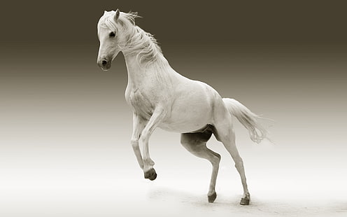 馬、白い馬、動物、たてがみ、野生動物、哺乳類、馬、白い馬、哺乳類、たてがみ、野生動物、 HDデスクトップの壁紙 HD wallpaper
