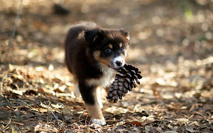 Lindo cachorro recogiendo piñas, piña marrón, lindo, cachorro, cosecha, pino, Fondo de pantalla HD