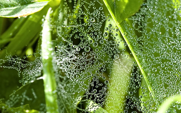embun air, rumput, daun, tetesan, embun, jaring laba-laba, Wallpaper HD