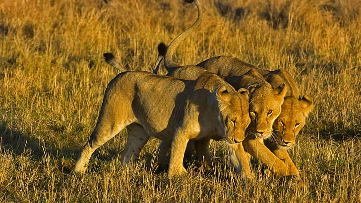 Leo, Africa, Kenya, lioness, Masai Mara National Reserve, HD wallpaper