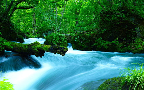 oirase mountain stream-Landscape HD Wallpaper, stream between moss, HD wallpaper HD wallpaper