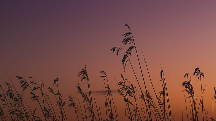 silhouette of grass, Sunrise, silhouette, grass, mato, leaves, sky, plants, sunset, por, sol, do, nature, summer, HD wallpaper