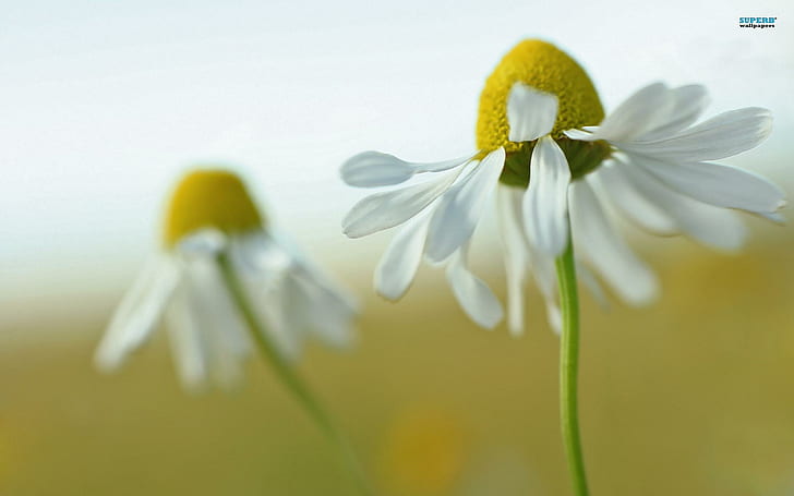 O Chamaemelium Nobile, flor da margarida branca, chamaemelium, nobile, chamomiles, flores, natureza e paisagens, HD papel de parede