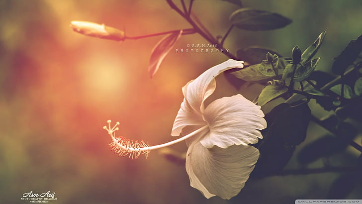nature, fleurs, hibiscus, filtre, Fond d'écran HD