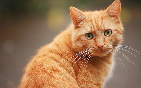 สัตว์, felino, gato, rojo, วอลล์เปเปอร์ HD HD wallpaper