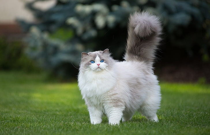 biało-szary kot perski, kot, trawa, zieleń, zwierzęta, niebieskie oczy, Tapety HD