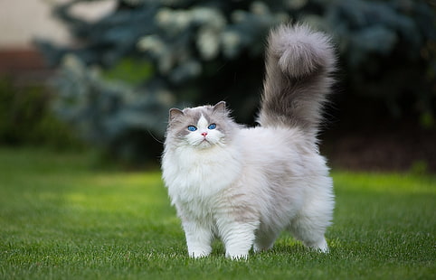 흰색과 회색 페르시아 고양이, 고양이, 잔디, 녹색, 동물, 파란 눈, HD 배경 화면 HD wallpaper