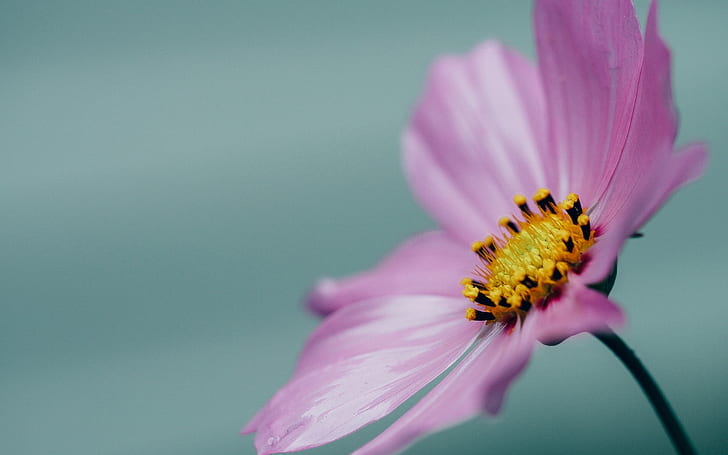 pink flower close up, pink, close up, flower, HD wallpaper