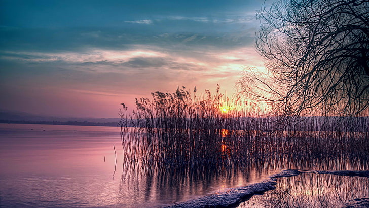 reeds, reed, lake, sunset, purple sky, purple, sky, water, reflection, nature, horizon, tree, shore, lakeside, evening, dusk, HD wallpaper