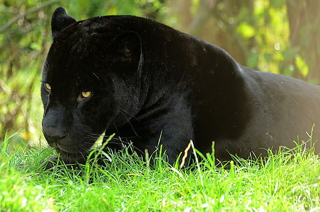 pantera negra, estancia, depredador, pantera, jaguar, Fondo de pantalla HD HD wallpaper