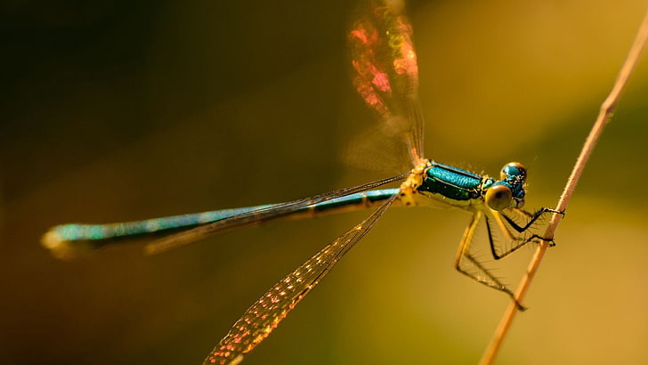 teal damselfly, insect, branch, color, light, HD wallpaper