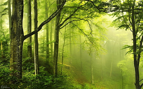 hermoso bosque verde-Forest Landscape Wallpaper, bosque, Fondo de pantalla HD HD wallpaper