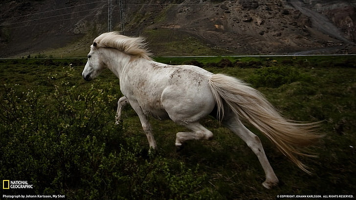белая лошадь скриншот, животные, лошадь, млекопитающие, на природе, HD обои