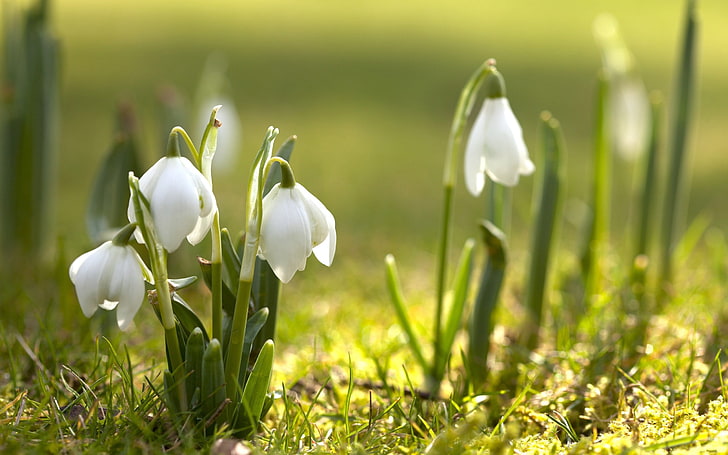 flores de campanillas blancas, campanillas, hierba, primavera, Fondo de pantalla HD