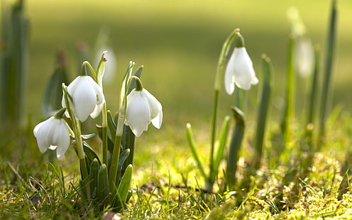 flores de campanillas blancas, campanillas, hierba, primavera, Fondo de pantalla HD HD wallpaper