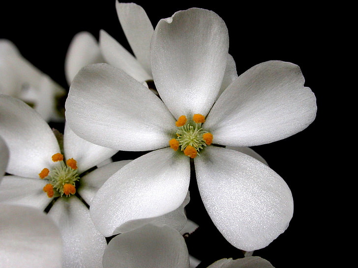 white 5-petaled flower, flowers, pollen, petals, contrast, HD wallpaper