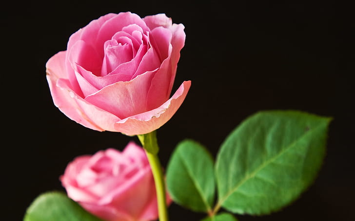 Steamy Dobrze wyglądające kwiaty Najlepsze różowe róże Desktop PC Hq Pobierz tapetę Tło Świetne różowe kwiaty Tapety Tapety Hd na pulpit Iphone Android Facebook Pc Mobile Mac Ios 7, Tapety HD