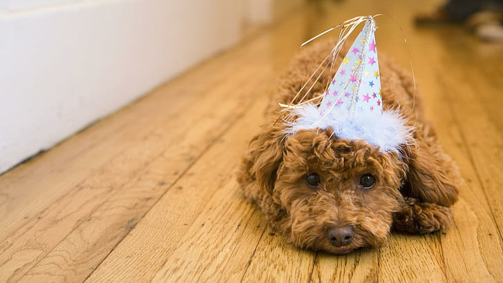 Party Animal, apricot miniature poodle, nice, sweet, party, beautiful, cute, adorable, animal, animals, HD wallpaper